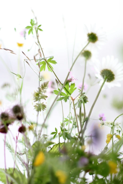 the view of a bunch of flowers that are in the grass