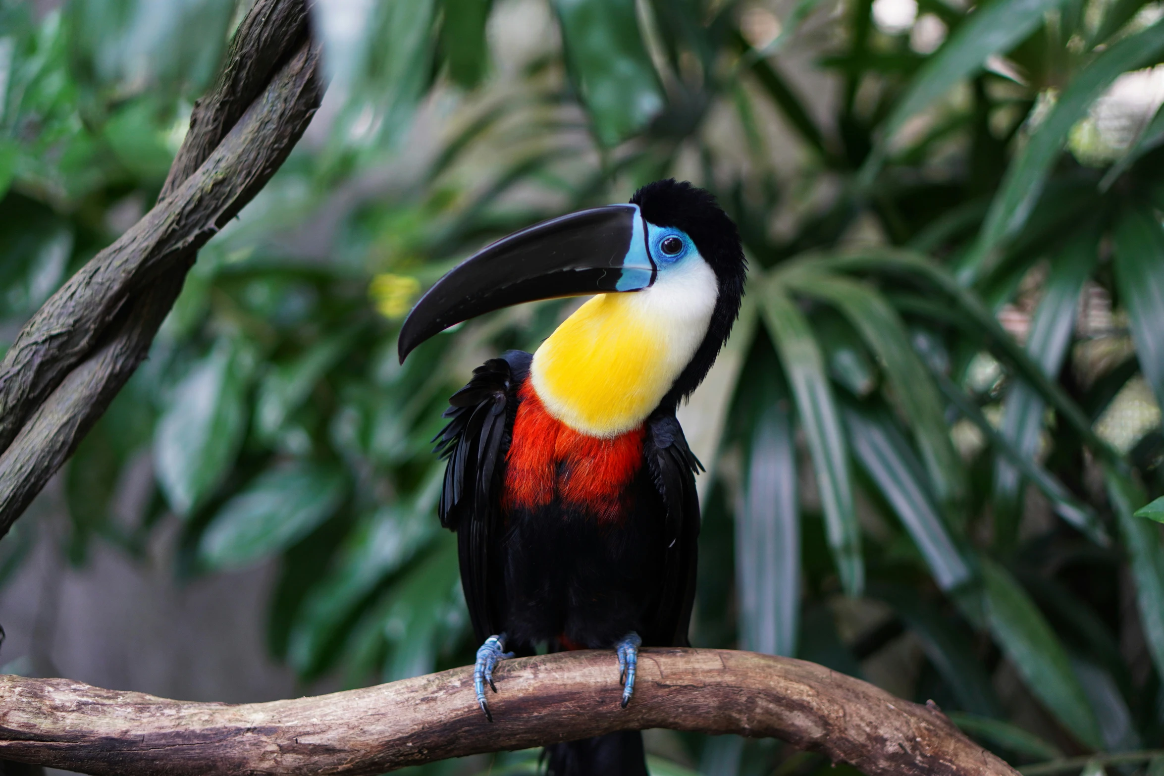 a toucan perched on a nch in the trees