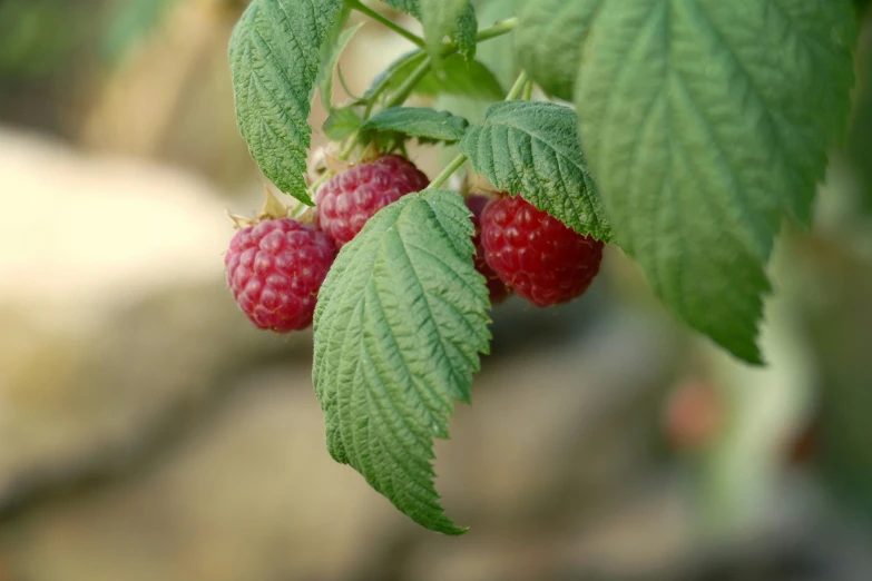 a bunch of raspberries on the tree