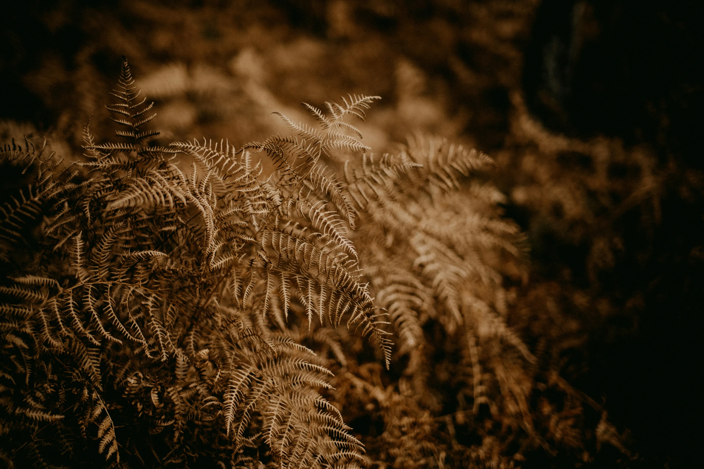 there is a bunch of weeds in the dark