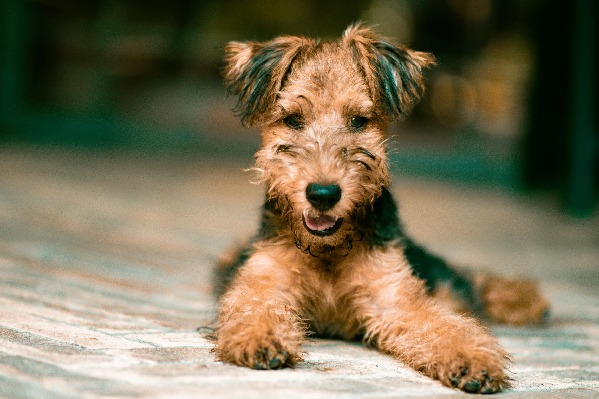 a dog that is sitting on the ground