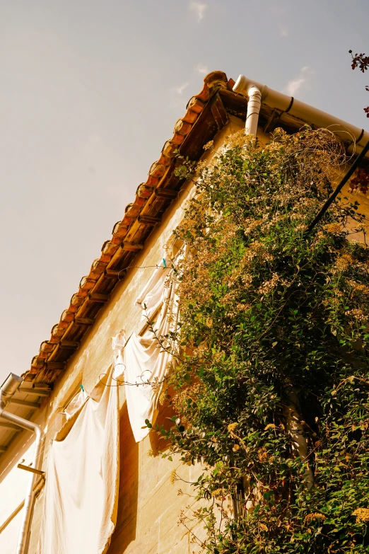 vines grow up the side of a building on a sunny day