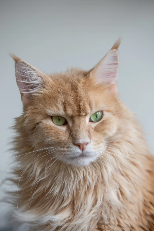 an orange cat with green eyes sitting in front of a white wall