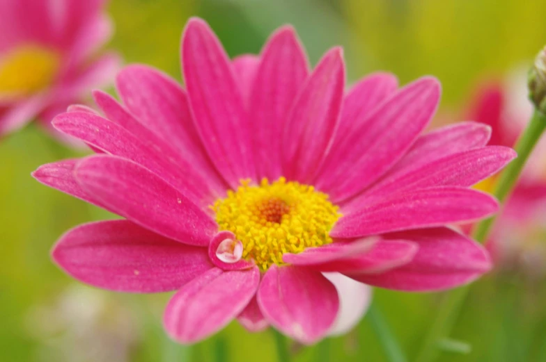 a pink flower with a yellow center surrounded by green grass