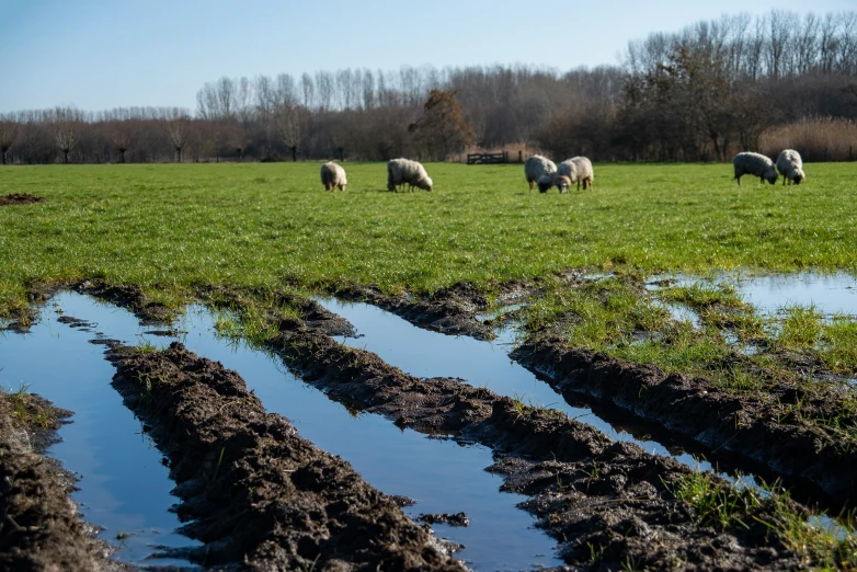 a herd of sheep grazing on grass near muddy ditch