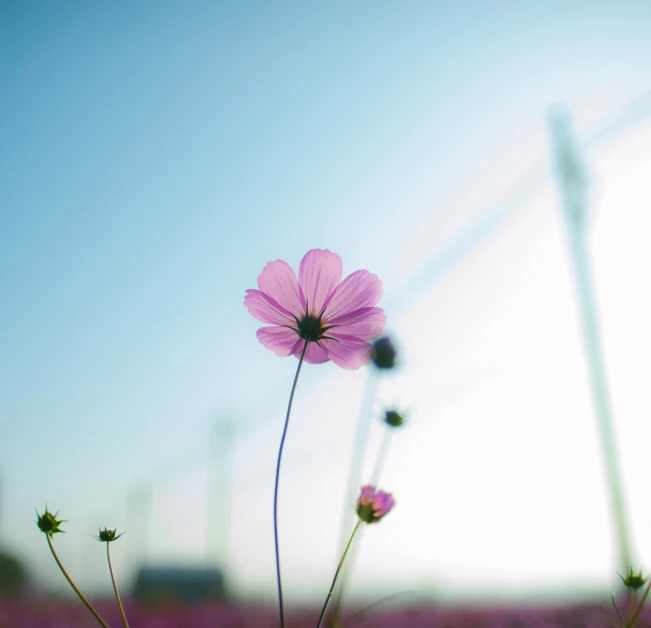 two pink flowers are standing out against a blue sky