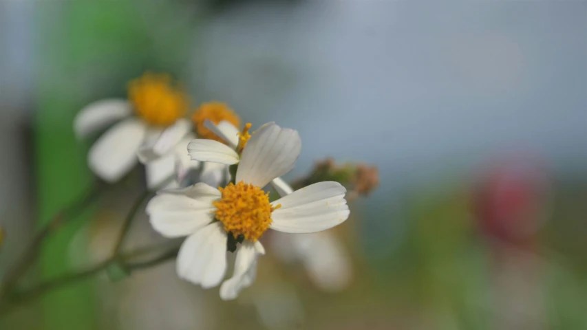 a group of daisies are on a green plant