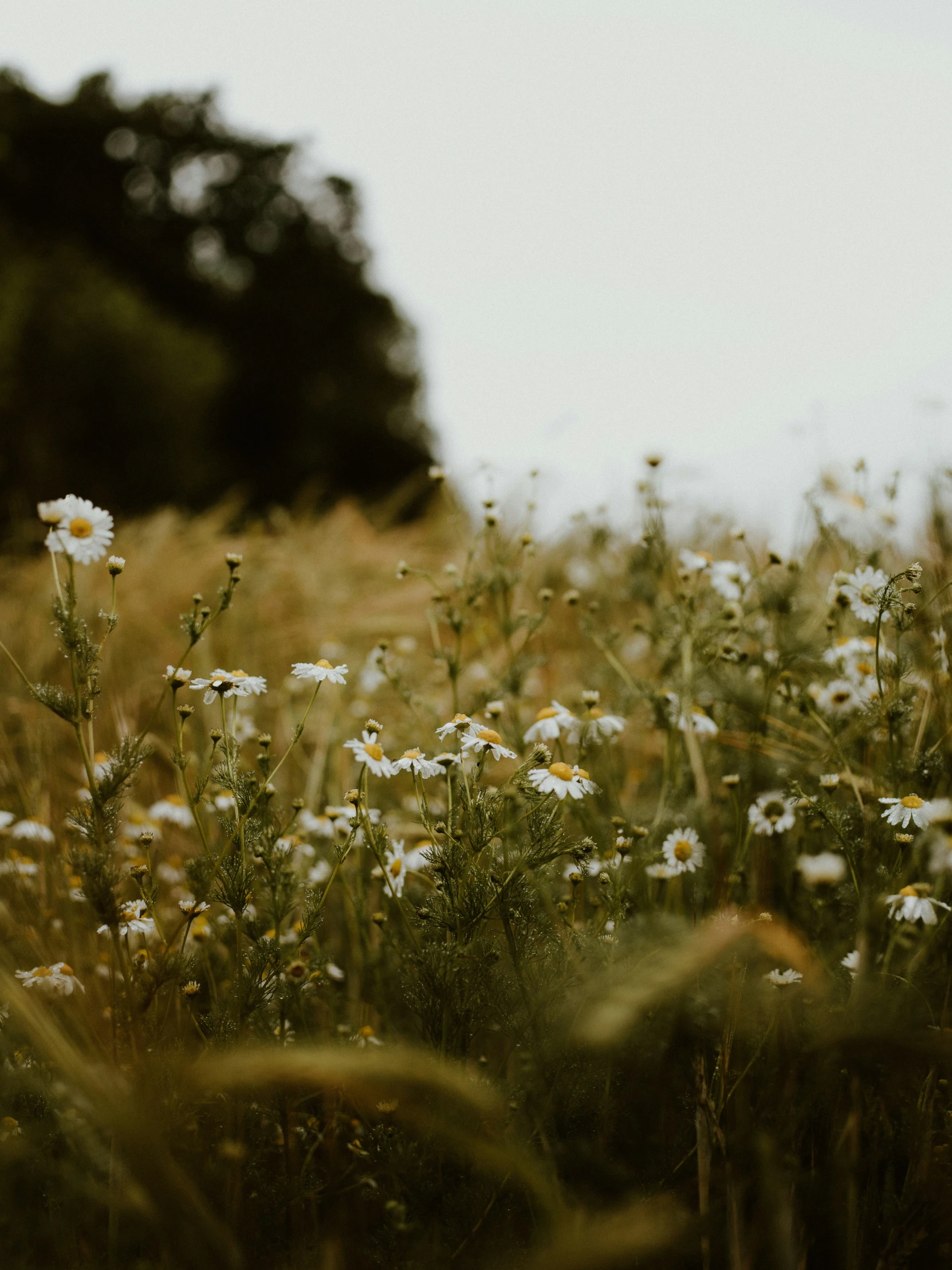 daisies and other wild flowers are in the foreground of a grassy field