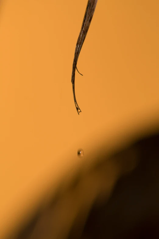 a bird flying in the air above a drop