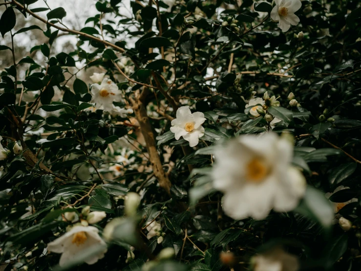 a closeup view of some white flowers