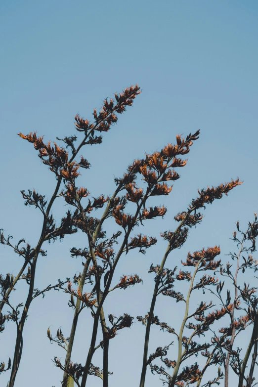 the top of many tree nches with lots of flowers