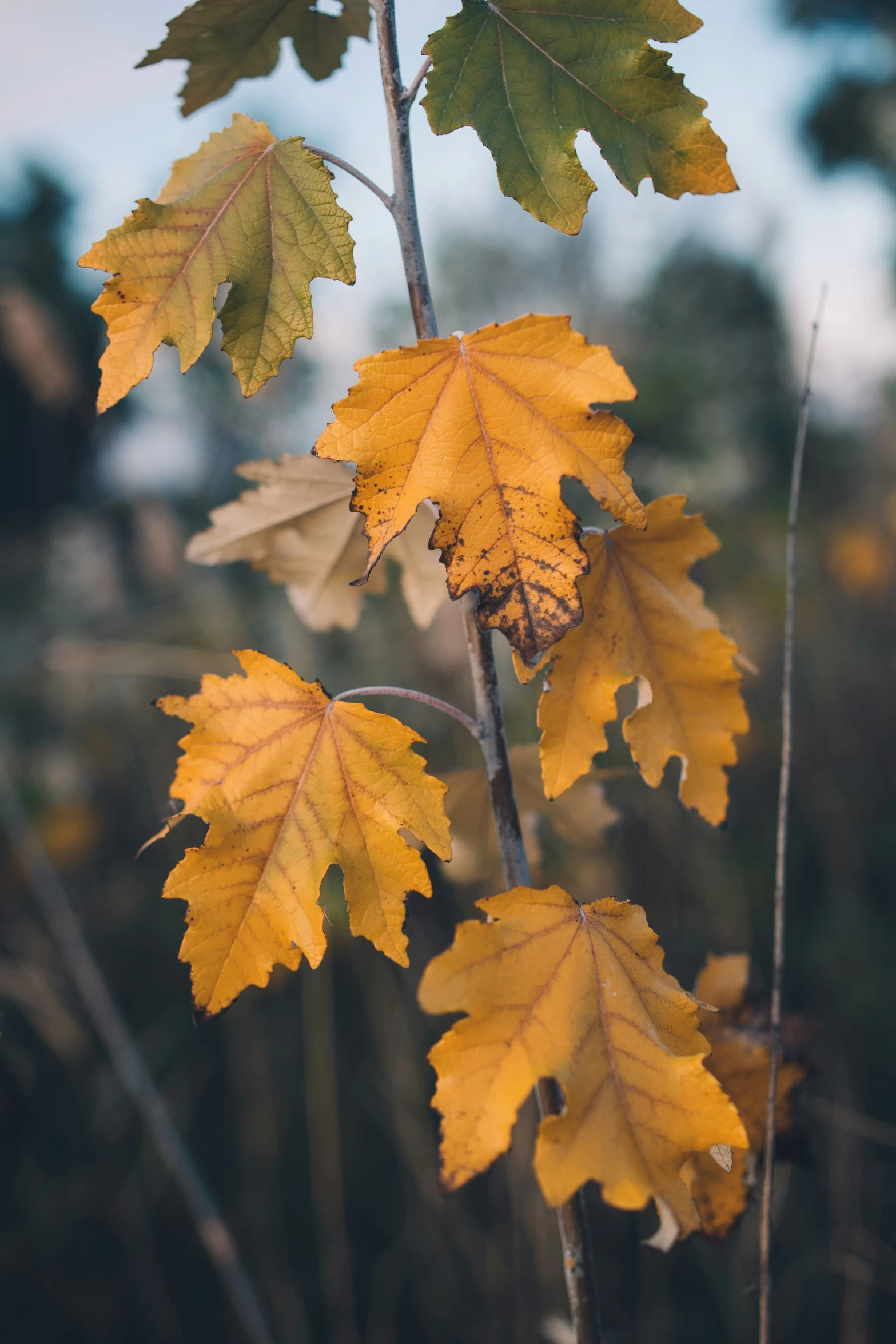 two yellow and green leaves on a tree