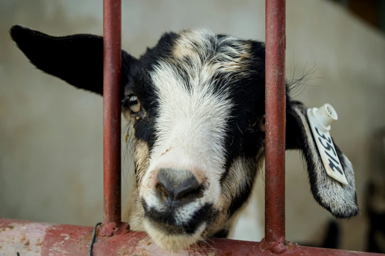 the black and brown sheep is looking through a red fence