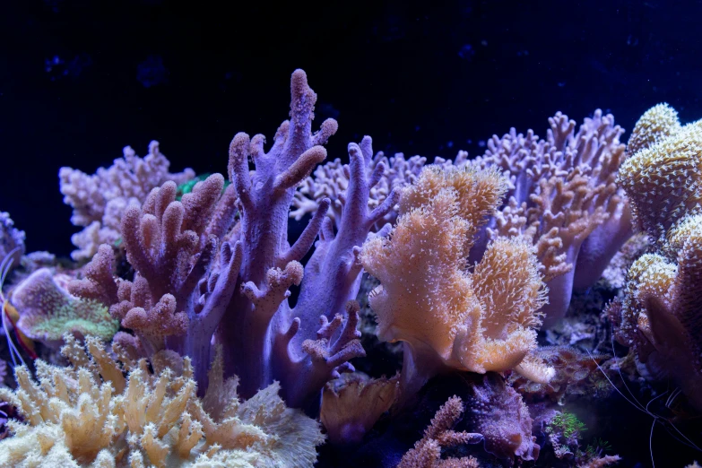 an ocean aquarium filled with different colored corals