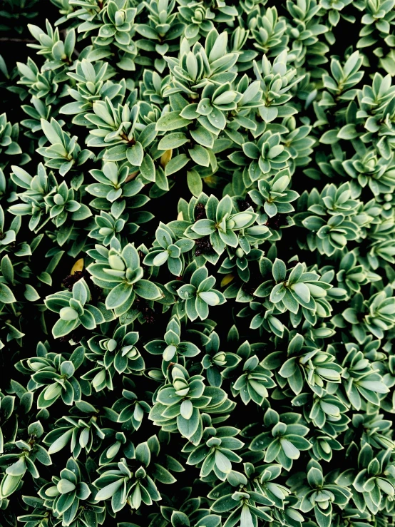 the ground covered in green leaves is filled with foliage