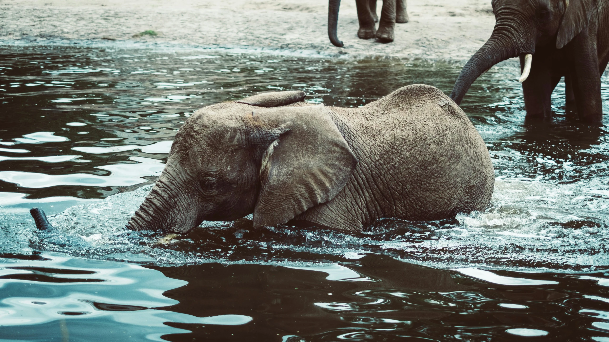 a baby elephant with a larger elephants behind it