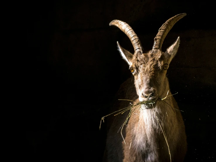 a small animal that has a long horns