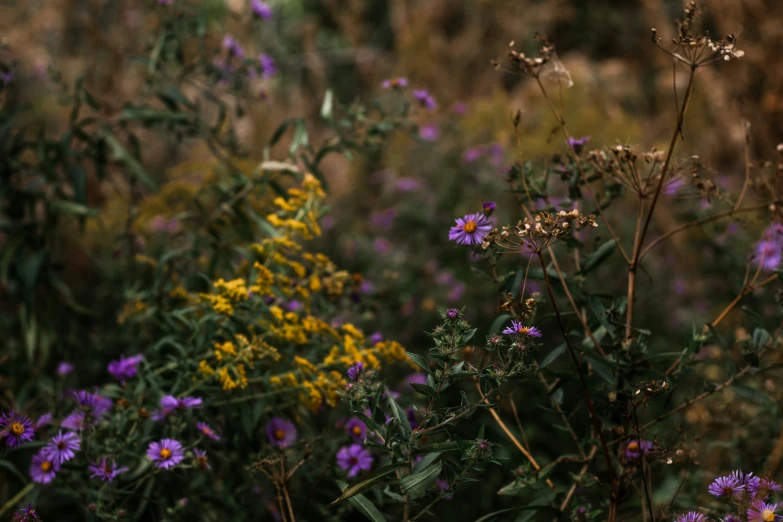 various flowers that are on a field