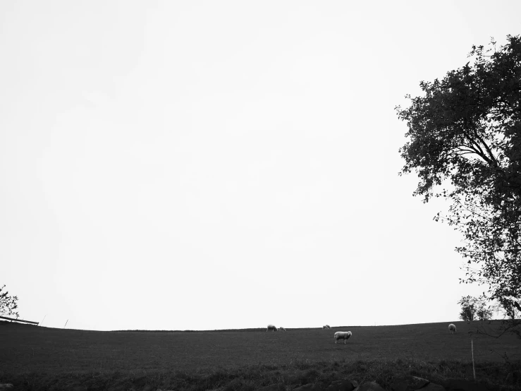 the silhouette of an elephant standing next to the trees