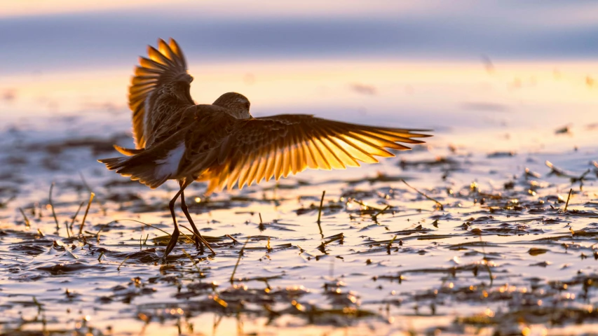 a small bird standing in some water with its wings out