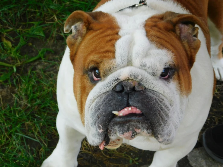 there is a brown and white dog looking at the camera