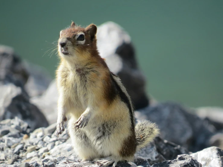 the ground squirrel is standing on all fours