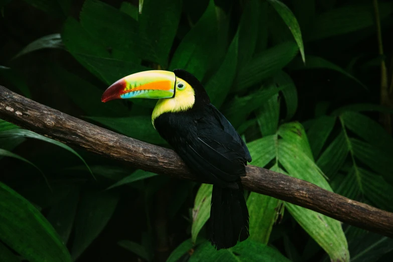 a toucan with a colorful beak sitting on a nch