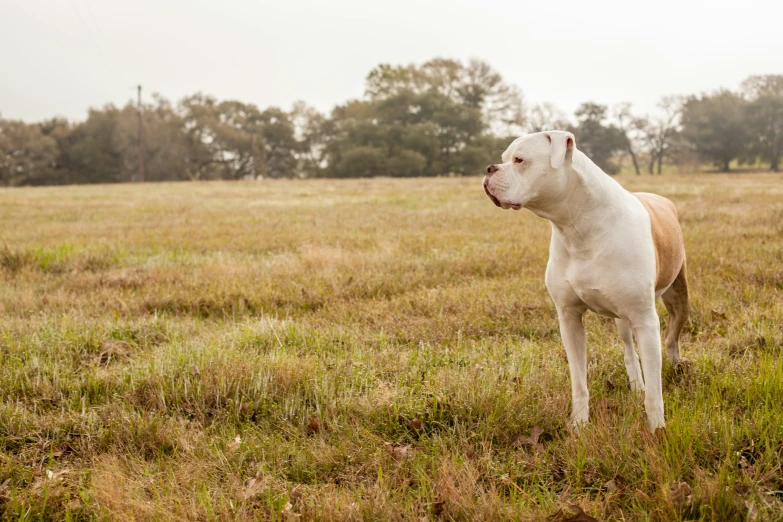 a white dog stands in the middle of a field