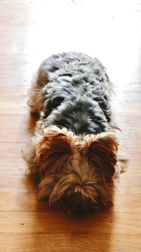 a small dog sleeping on the floor by itself