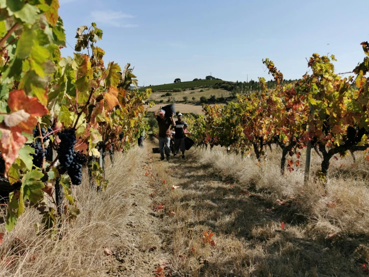 several people walking in a line through a wine vineyard