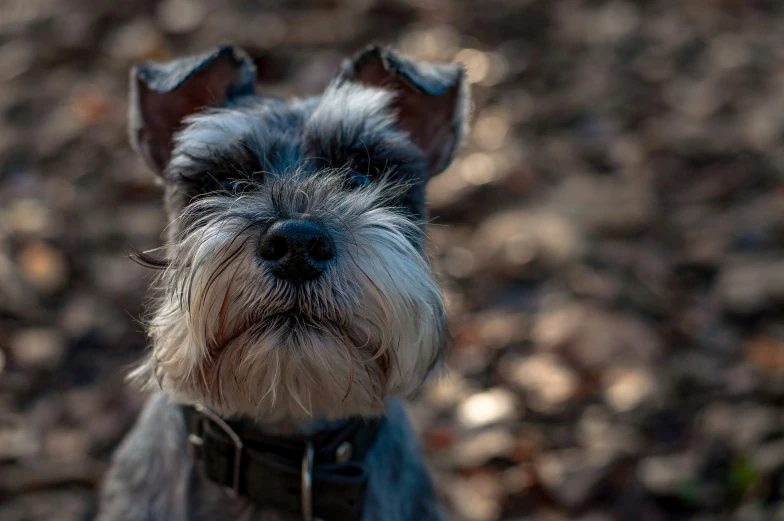 a close up of a small dog on a leash