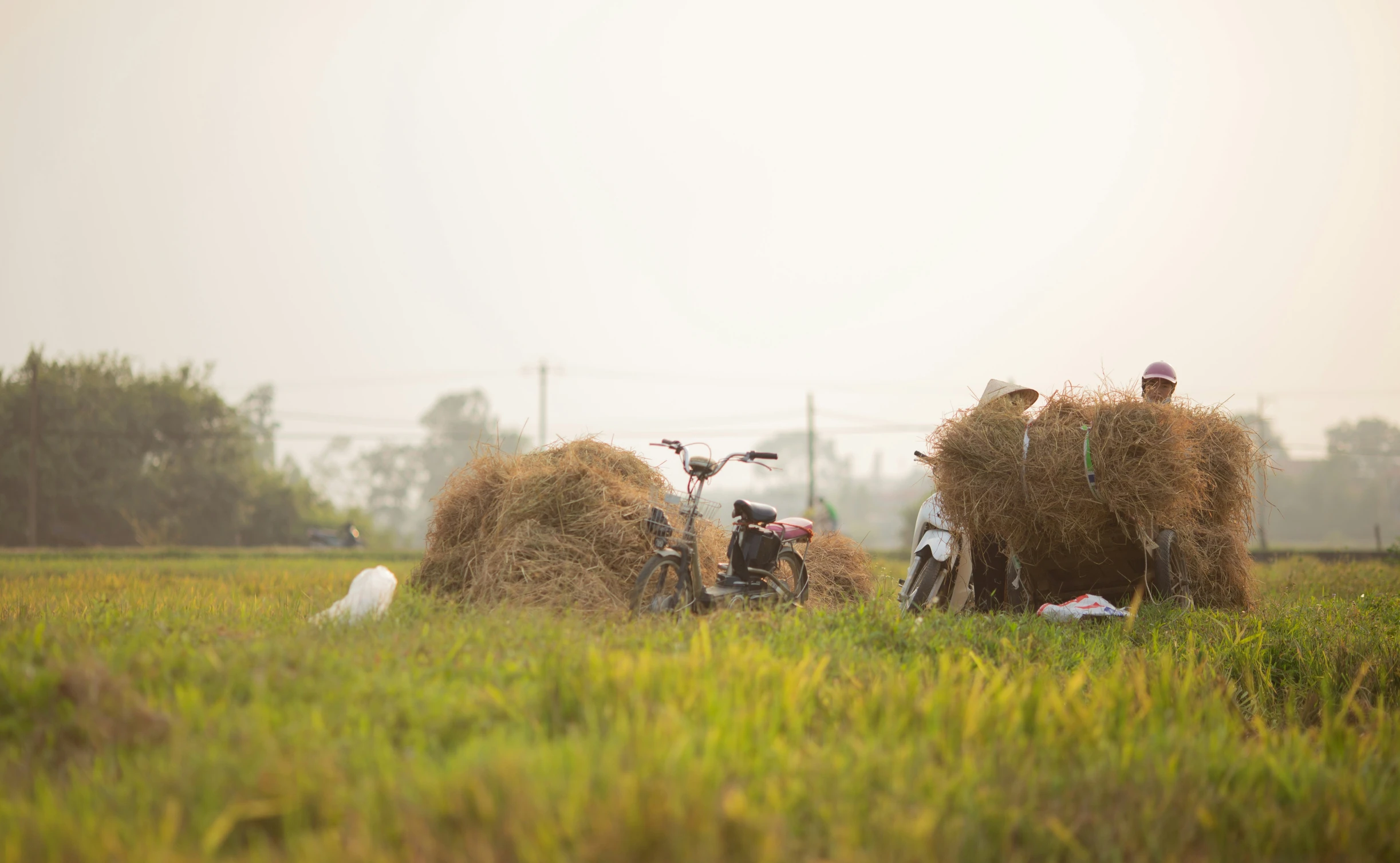 the two men are riding bikes with hay