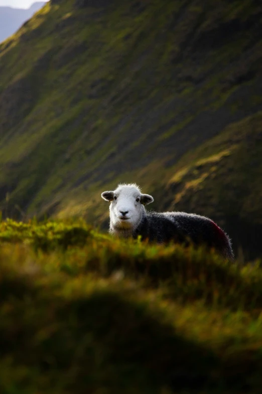 black and white sheep on grassy hill with mountains in background