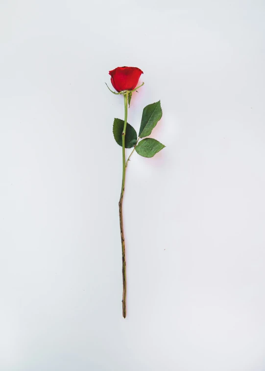 the single rose has been placed on a white background