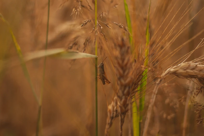 a close up of some tall wheat growing