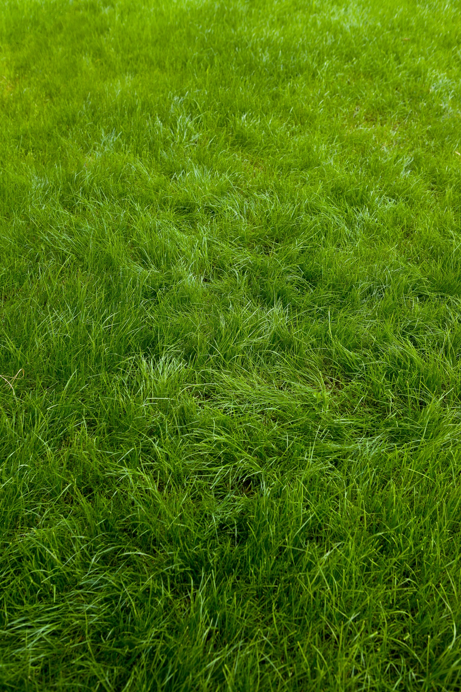 a grassy area with a red fire hydrant and small bird