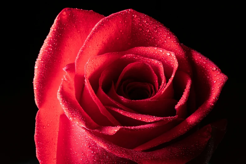 a very large red rose covered with rain drops
