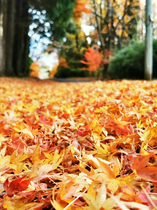 leaves on the ground and trees with their autumn colors
