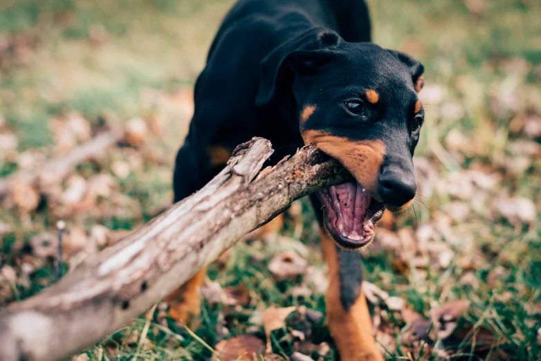 the dog is carrying a stick on his back