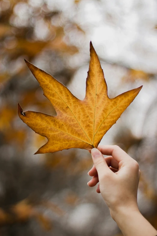 a person is holding a leaf with autumn colors