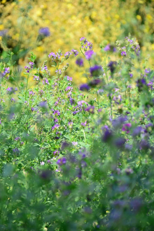 there is a wild flower with purple flowers on it