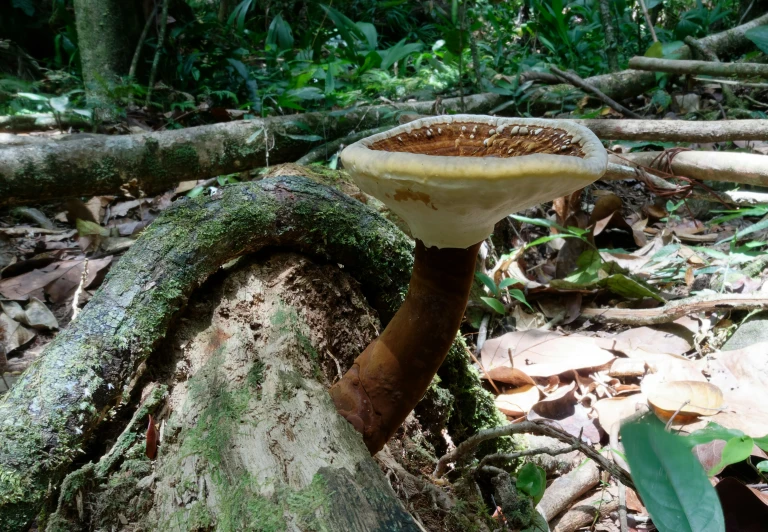 there is a very large mushroom on the ground