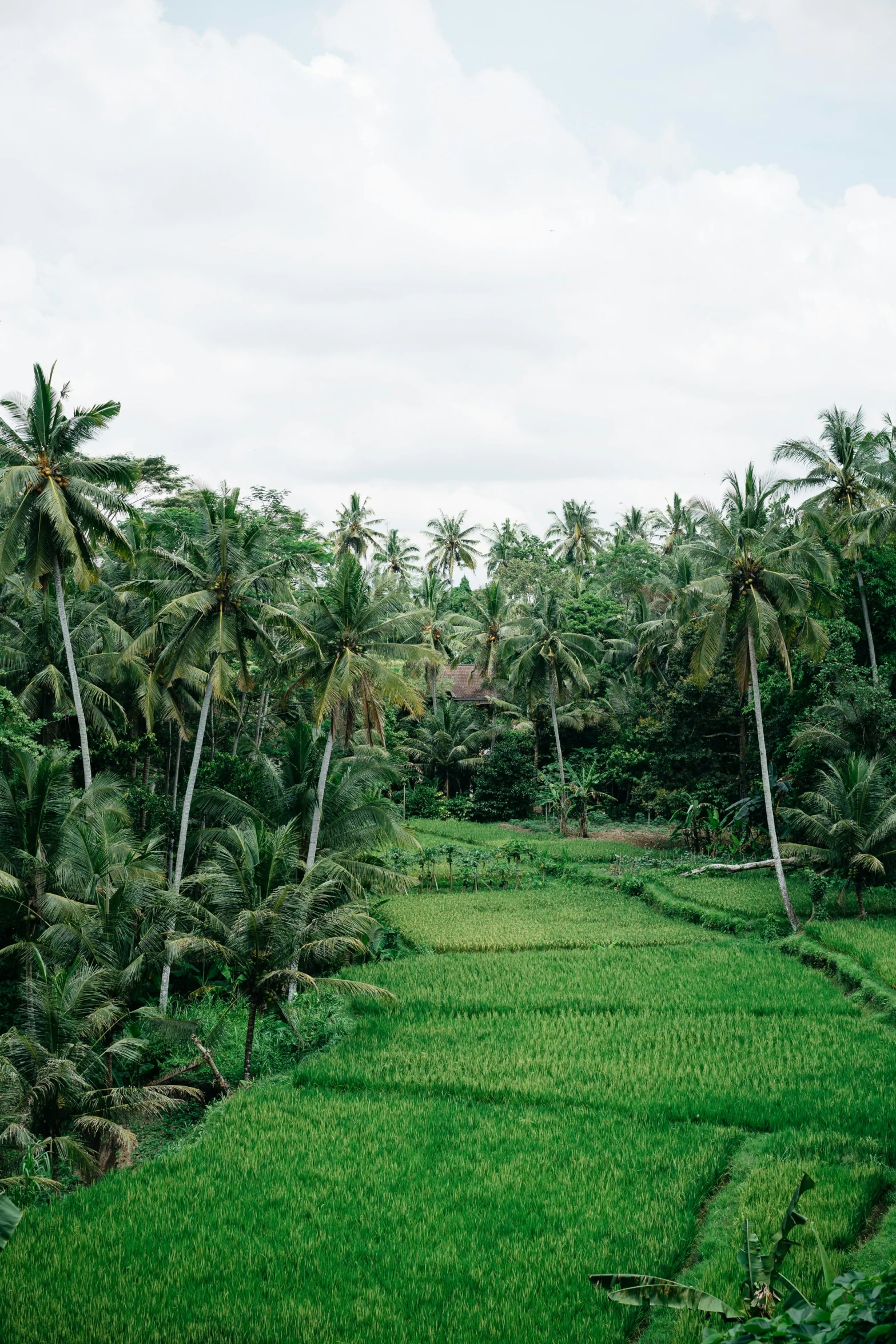 a field and several palm trees in the jungle