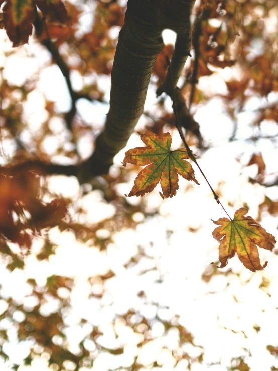 there is a small leaf on the nch of the tree