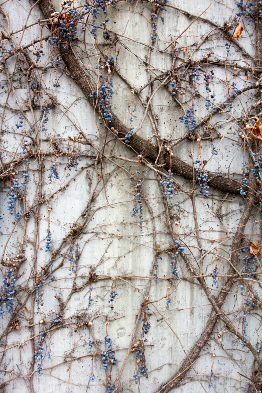 vines on the outside of a building