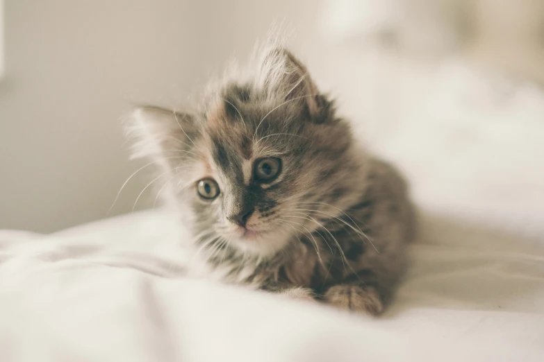 a kitten is laying on the edge of a bed