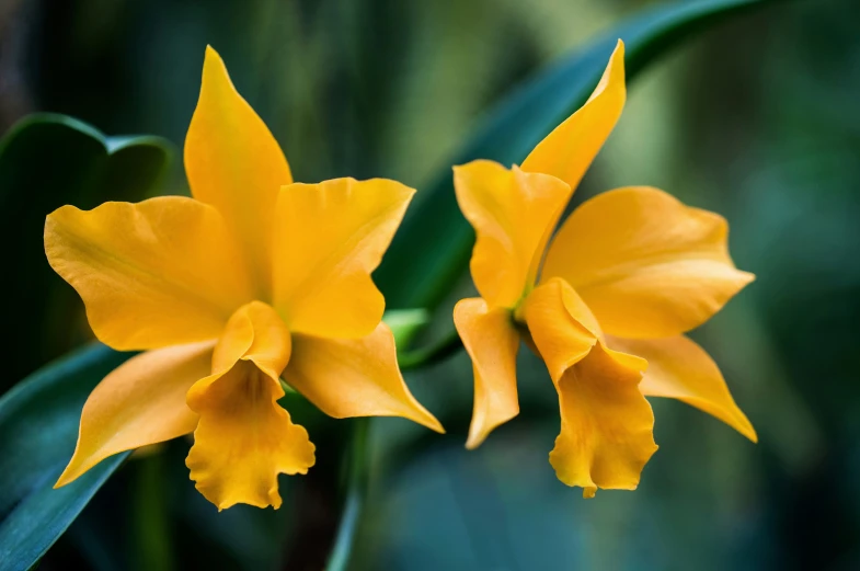 two flowers with large green leaves in the background