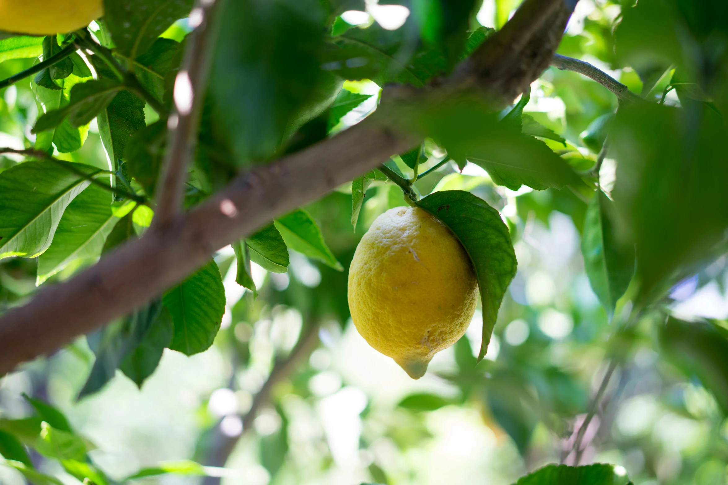 this is a close up view of a lemon tree