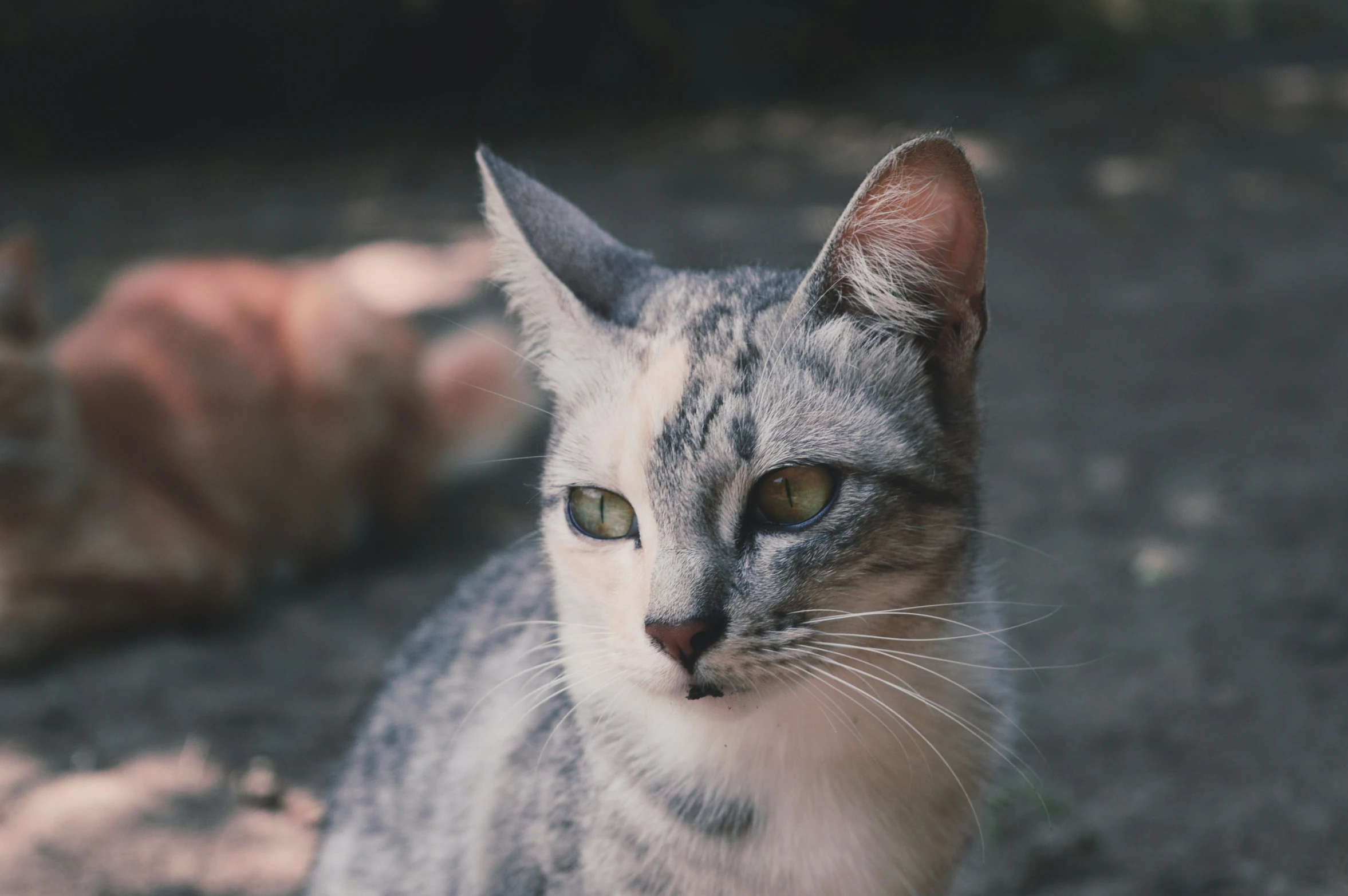 cat staring in front while another lays down in background