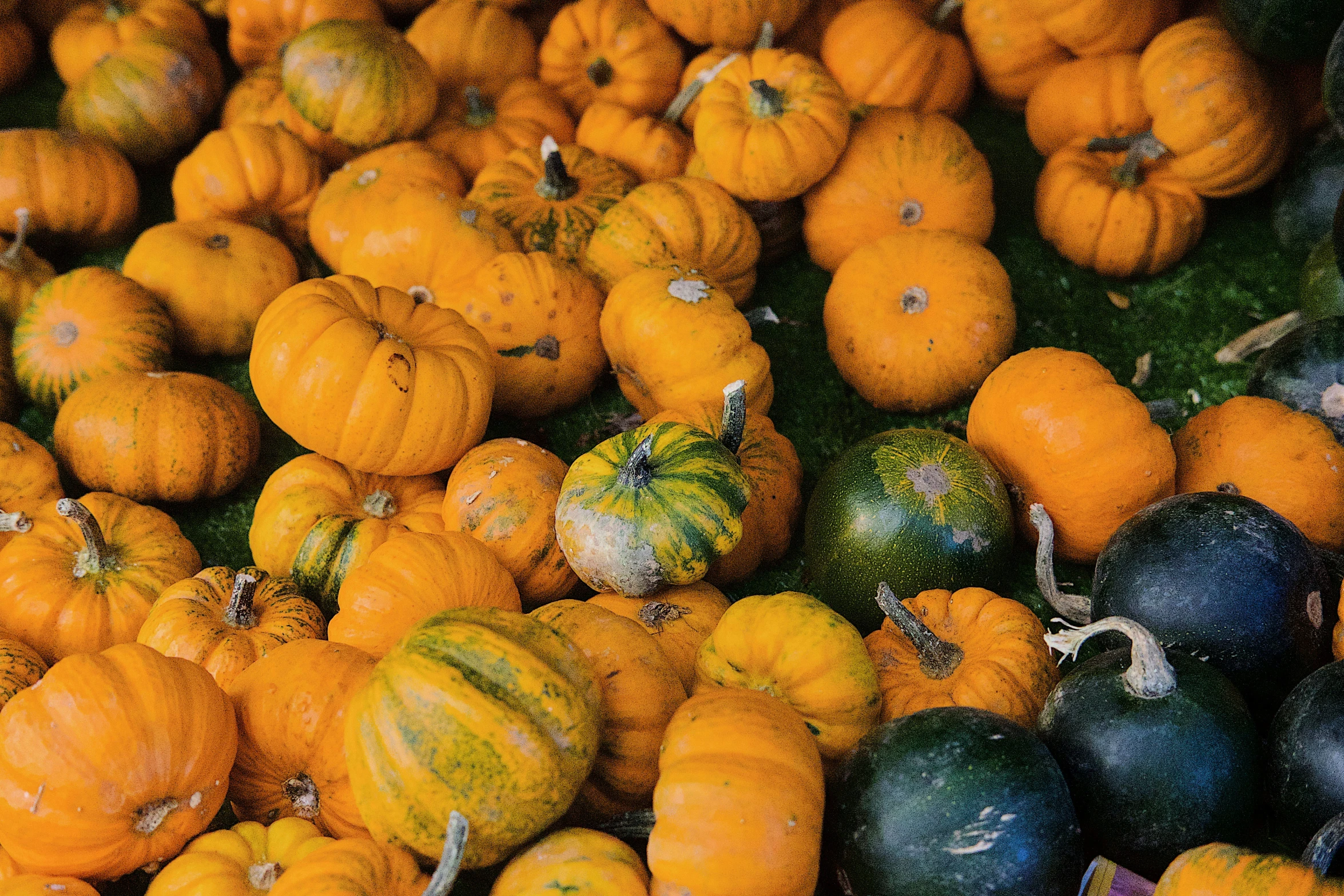 many varieties of squash are displayed for sale